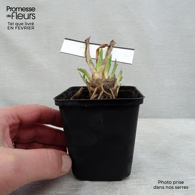 Exemplaar van Iris germanica Making Eyes - Baardiris Kweekpotje van 8/9 cm zoals geleverd in de winter