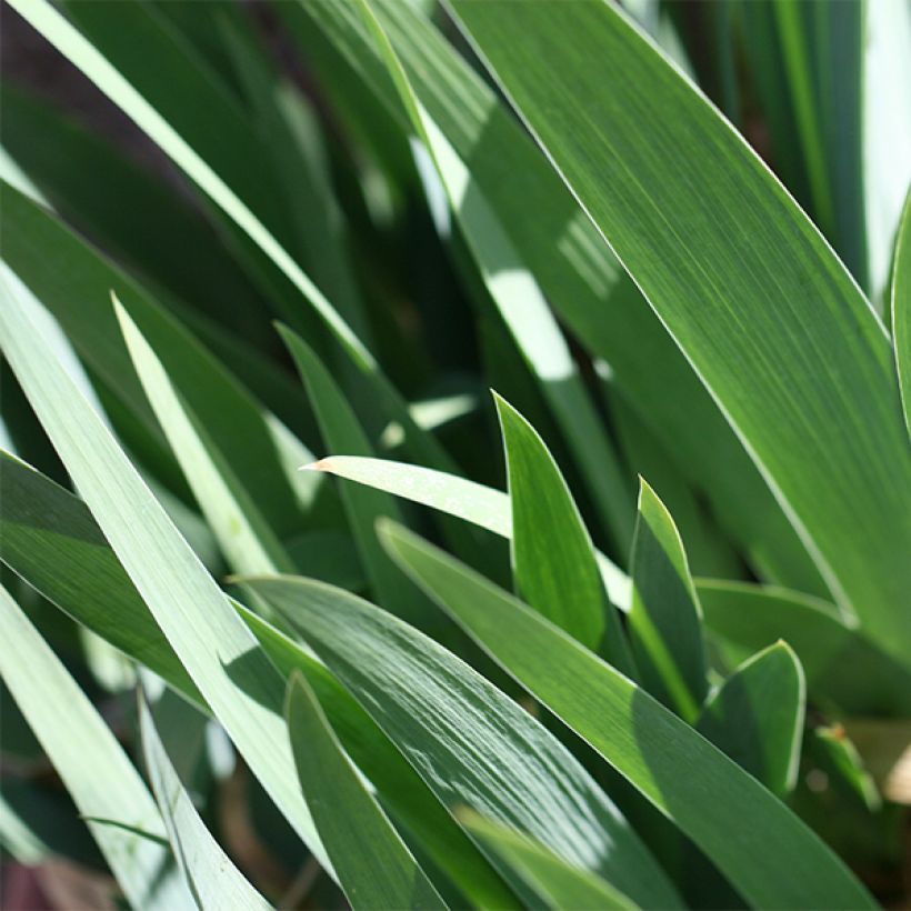 Iris germanica Mallow dramatic - Baardiris (Foliage)
