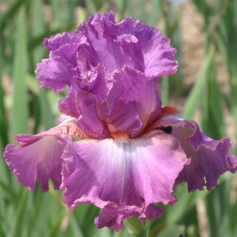 Iris germanica Mallow dramatic - Baardiris (Flowering)
