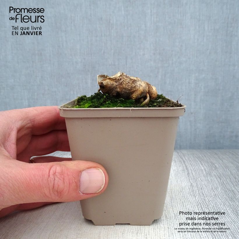 Exemplaar van Iris germanica Man from Rio - Baardiris Kweekpotje van 8/9 cm zoals geleverd in de winter