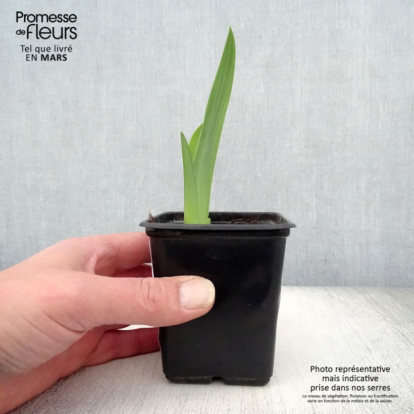 Exemplaar van Iris germanica Mariposa Autumn - Baardiris Kweekpotje van 8/9 cm zoals geleverd in de lente