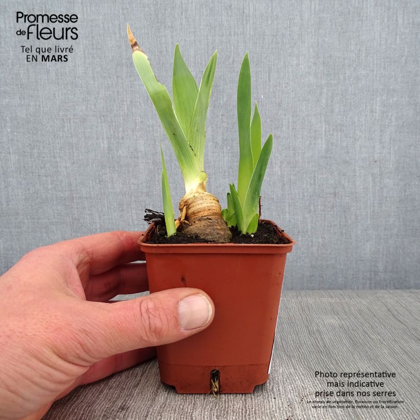 Example of Iris germanica Mariposa Autumn - Iris des jardins remontant. Kweekpotje van 8/9 cm as you get in hiver