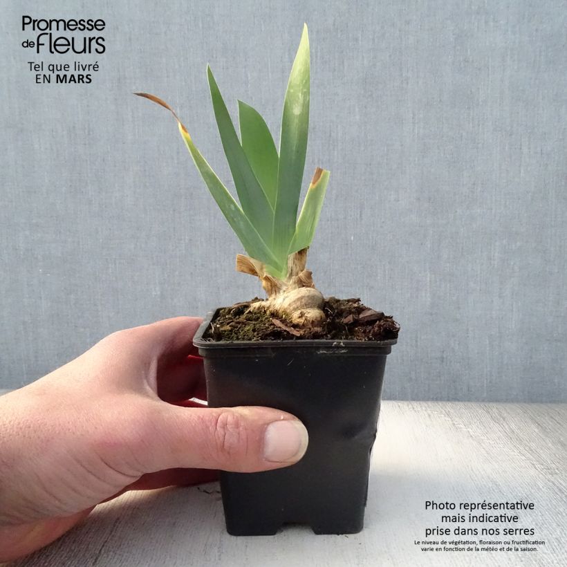 Exemplaar van Iris germanica Marron Chaud - Baardiris Kweekpotje van 8/9 cm zoals geleverd in de lente