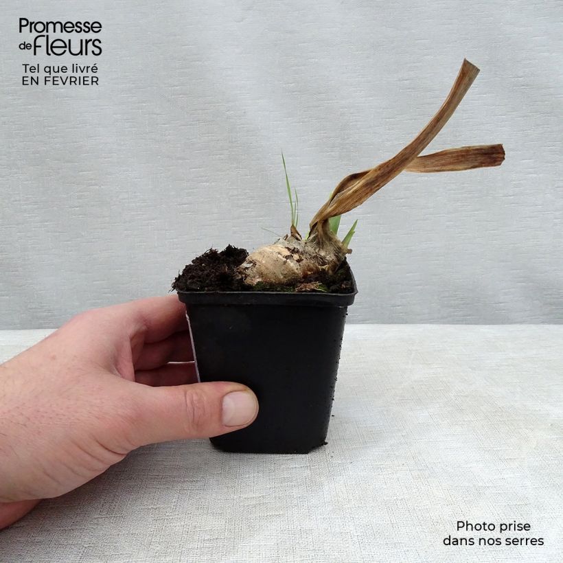 Example of Iris germanica Mary Frances - Baardiris Kweekpotje van 8/9 cm as you get in hiver