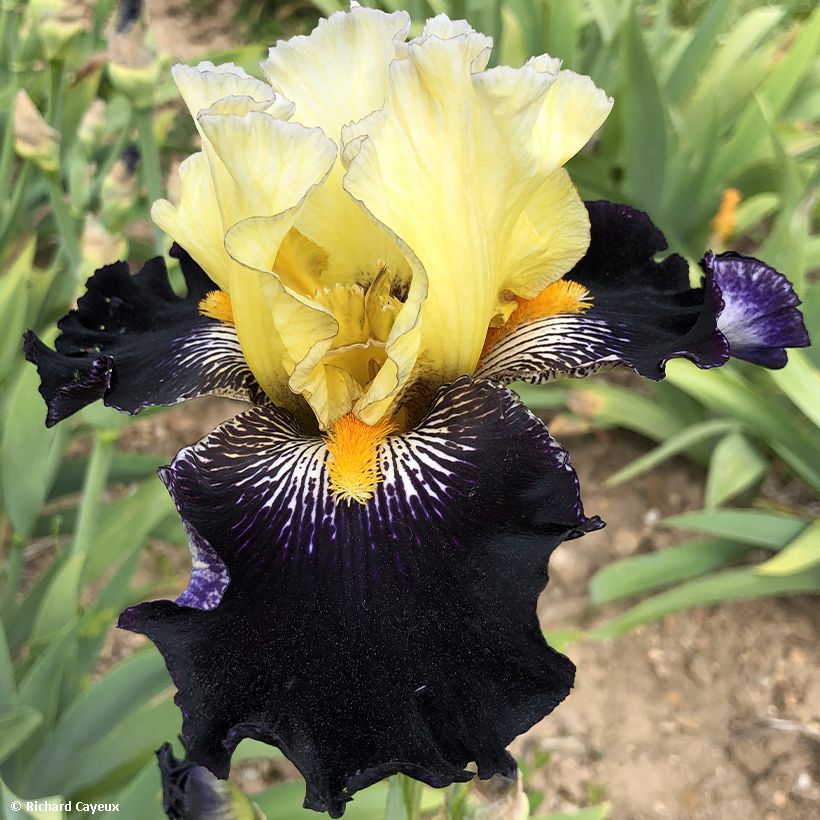 Iris germanica Masque Noir - Baardiris (Flowering)