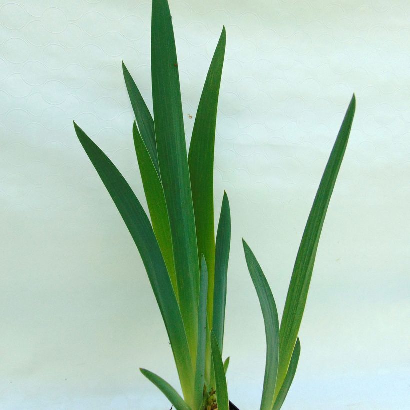 Iris germanica Master Plan - Baardiris (Blad)