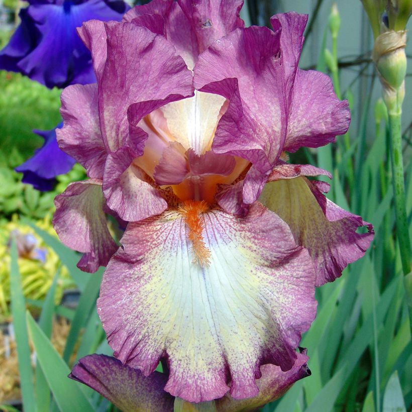 Iris germanica Master Plan - Baardiris (Bloei)
