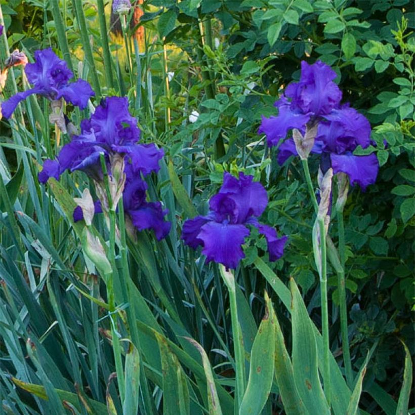 Iris germanica Mer du Sud - Baardiris (Flowering)