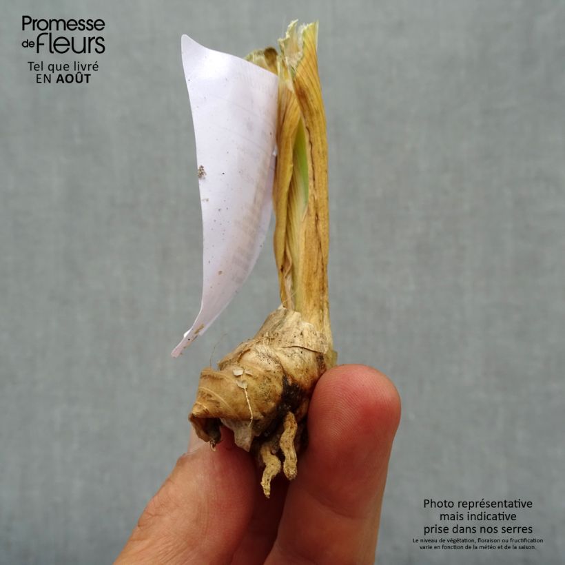 Exemplaar van Iris germanica Michigan Pride - Baardiris Kweekpotje van 8/9 cm zoals geleverd in de zomer