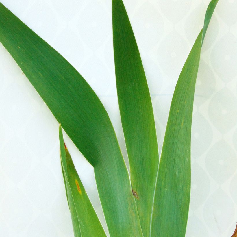 Iris germanica Navajo Jewel - Baardiris (Blad)