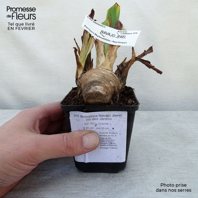 Exemplaar van Iris germanica Navajo Jewel - Baardiris Kweekpotje van 8/9 cm zoals geleverd in de winter