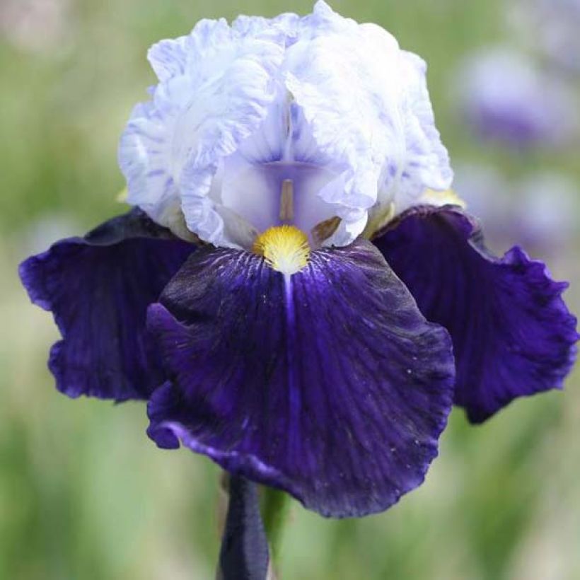 Iris germanica Night Edition - Baardiris (Flowering)