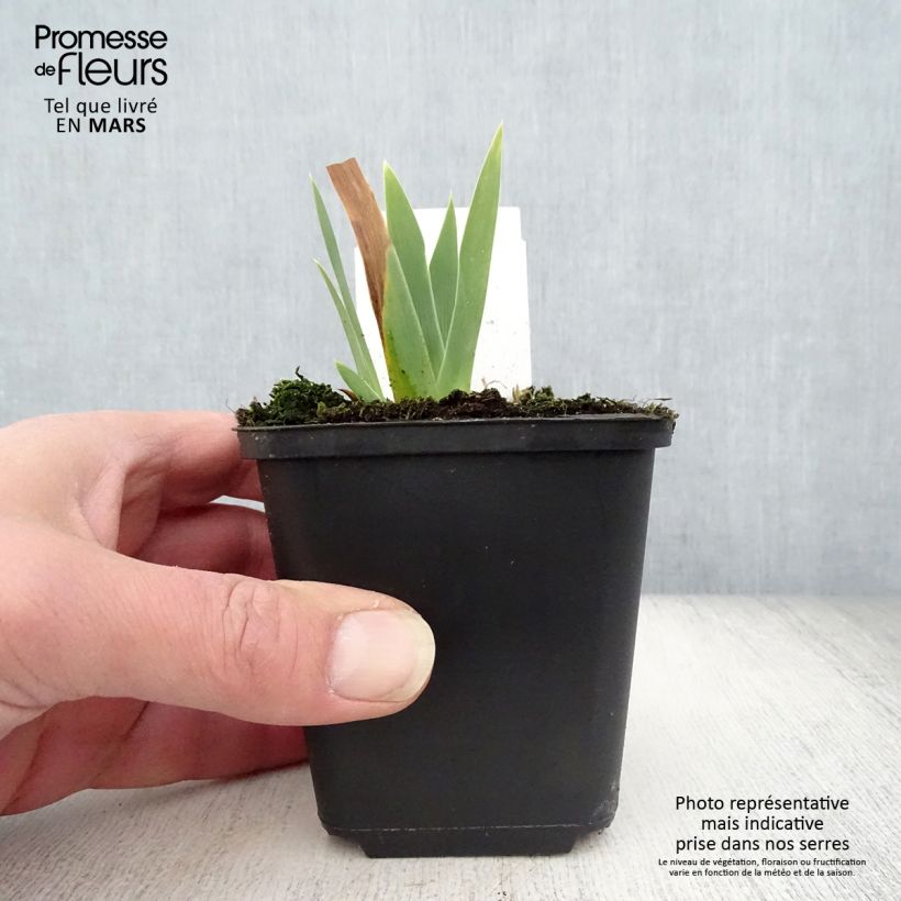 Exemplaar van Iris germanica Ola Kala - Baardiris Kweekpotje van 8/9 cm zoals geleverd in de lente