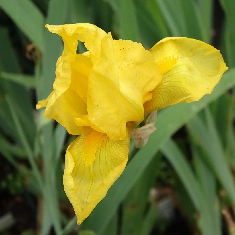 Iris germanica Ola Kala - Baardiris (Bloei)