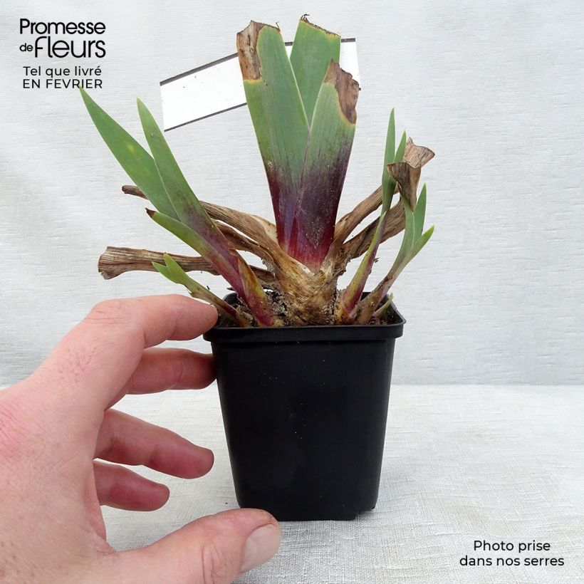 Exemplaar van Iris germanica Ominous Stranger - Baardiris Kweekpotje van 8/9 cm zoals geleverd in de winter