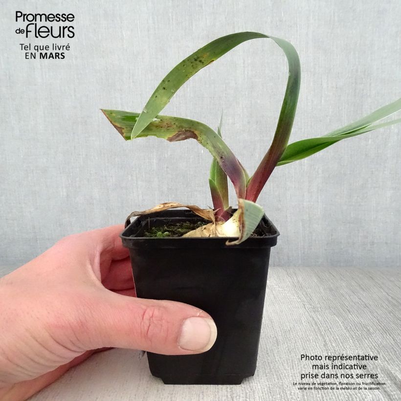 Exemplaar van Iris germanica Ominous Stranger - Baardiris Kweekpotje van 8/9 cm zoals geleverd in de lente