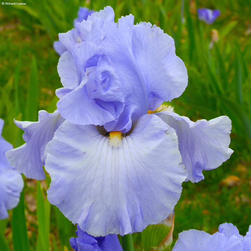 Iris germanica On En Rêve - Baardiris (Bloei)