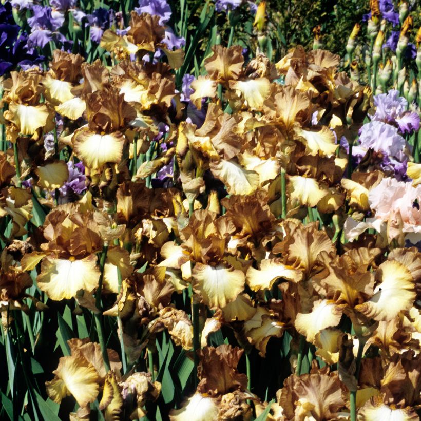 Iris germanica Patina - Baardiris Patina (Groeiplaats)