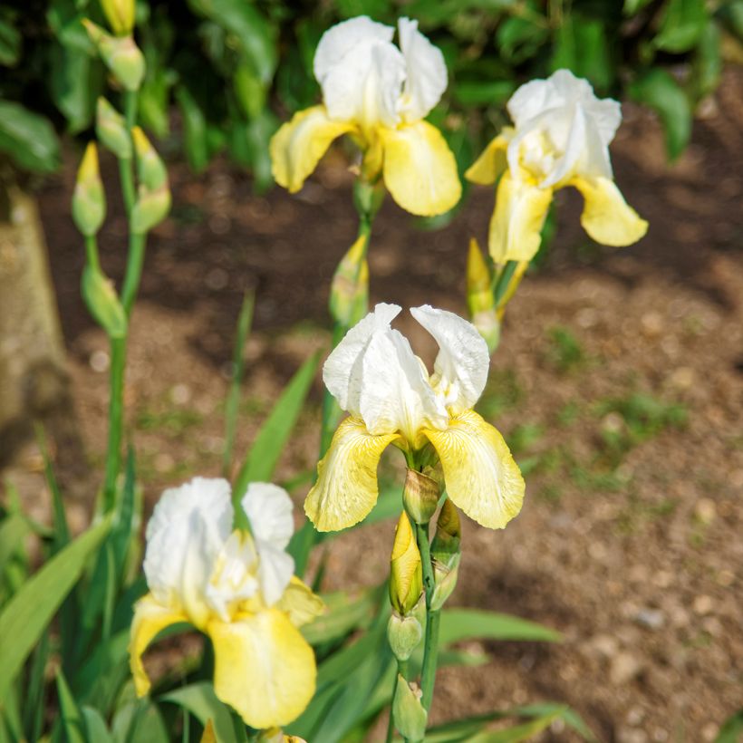 Iris germanica Pinnacle - Baardiris (Plant habit)