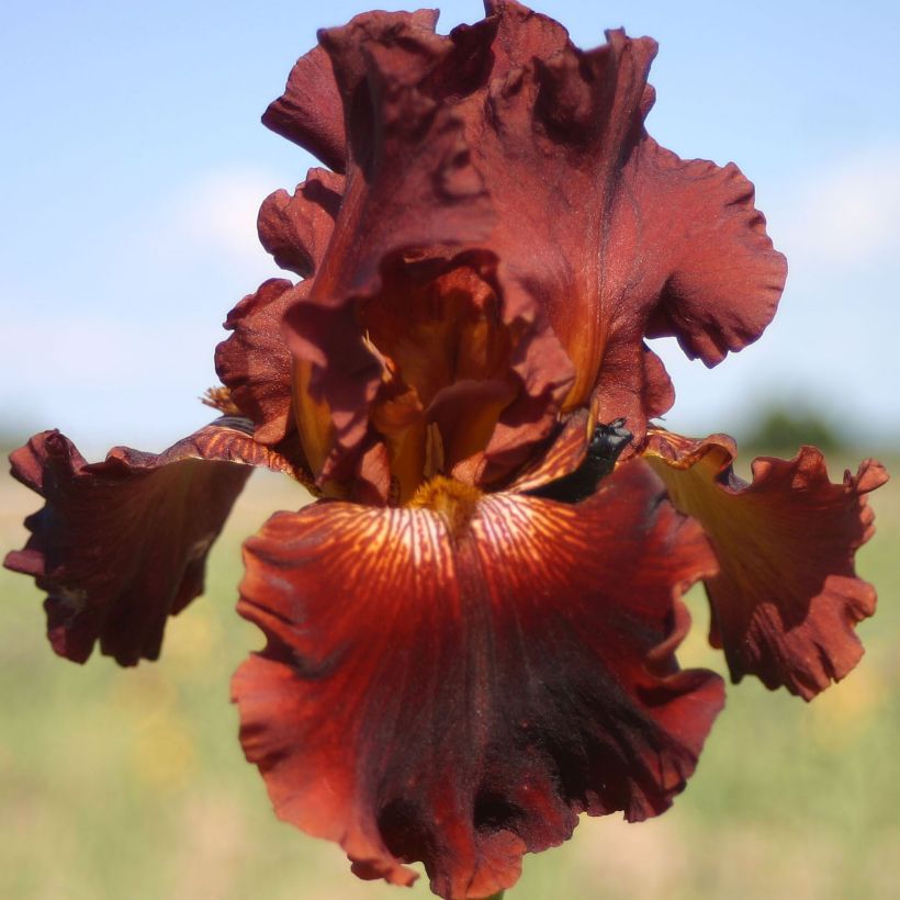 Iris germanica Play with Fire - Baardiris (Bloei)