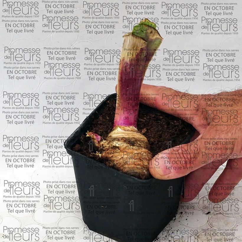 Voorbeeld van een exemplaar van Iris germanica Play with Fire - Baardiris Kweekpotje van 8/9 cm zoals geleverd