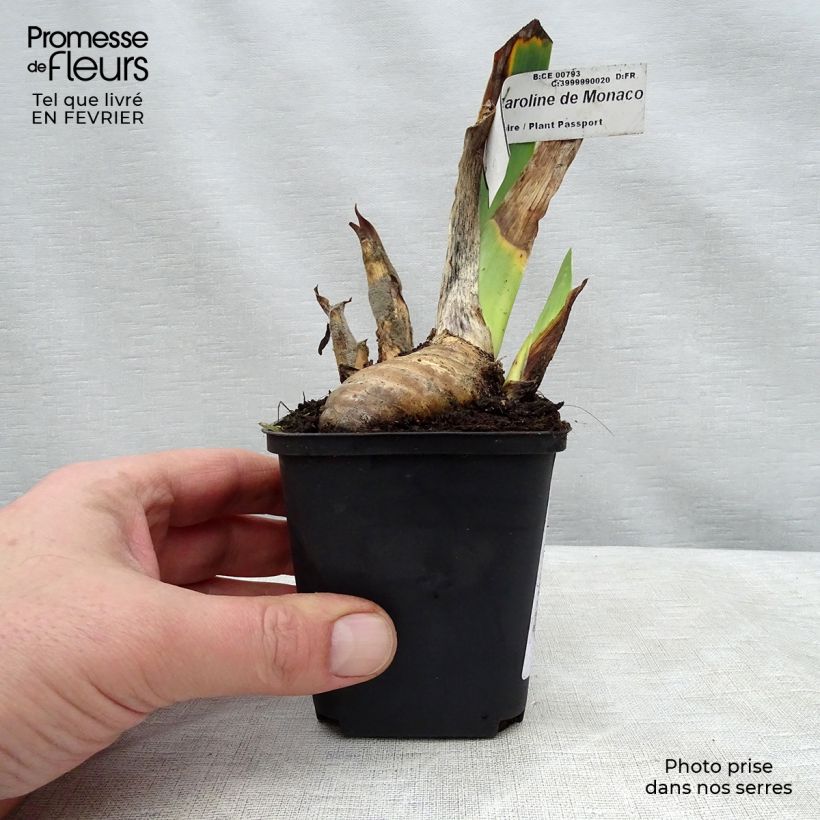 Example of Iris germanica rincesse Caroline de Monaco - Baardiris Kweekpotje van 8/9 cm as you get in hiver