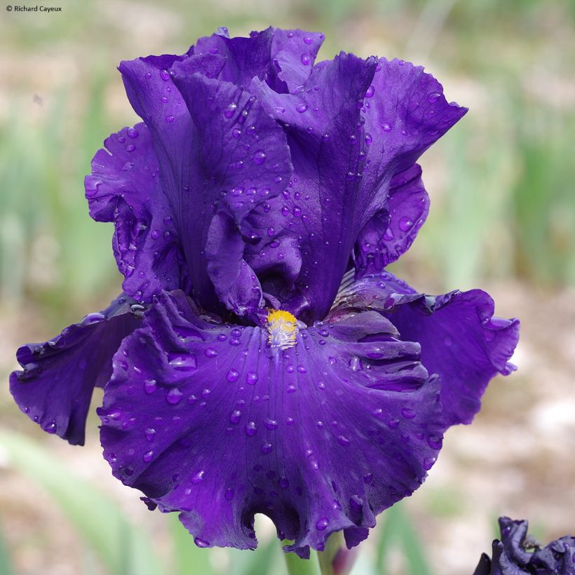 Iris germanica Profond Soupir - Baardiris (Flowering)