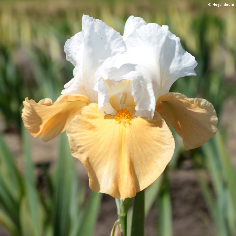 Iris germanica Pumpkin Cheesecake - Baardiris (Flowering)