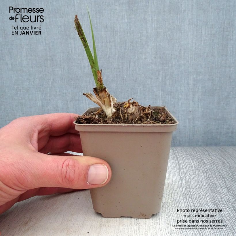 Example of Iris germanica Pumpkin Cheesecake - Iris des Jardins Kweekpotje van 8/9 cm as you get in hiver