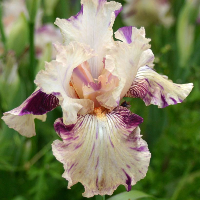 Iris germanica Raspberry Silk - Baardiris (Bloei)