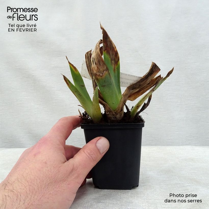 Exemplaar van Iris germanica Raspberry Silk - Baardiris Kweekpotje van 8/9 cm zoals geleverd in de winter
