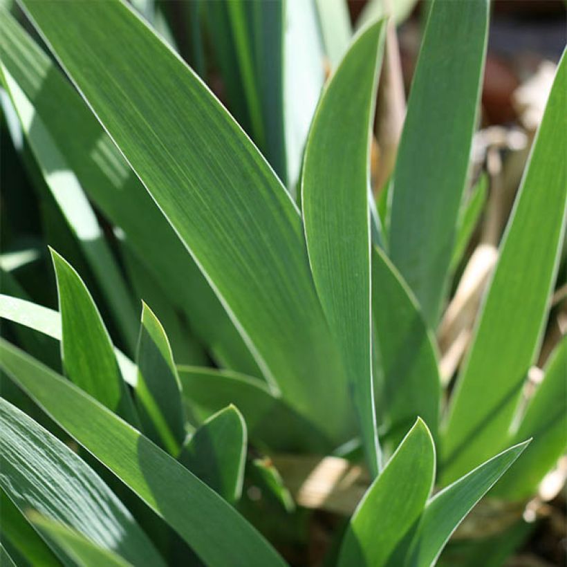 Iris germanica Ré la Blanche - Baardiris (Foliage)