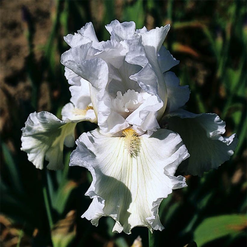 Iris germanica Ré la Blanche - Baardiris (Flowering)