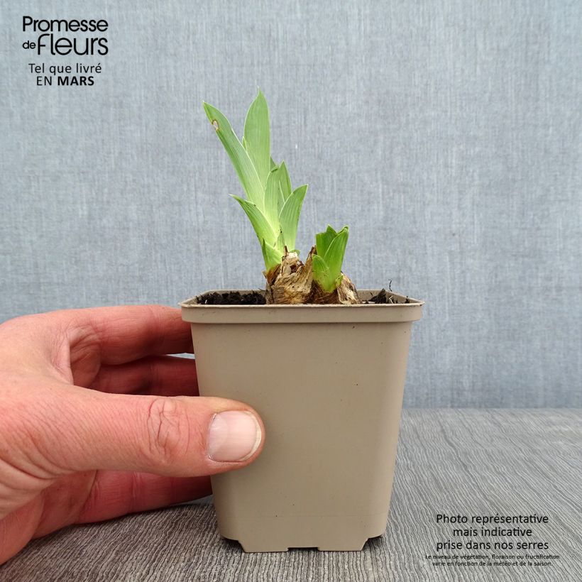 Example of Iris germanica Red Orchid - Iris des Jardins Kweekpotje van 8/9 cm as you get in hiver