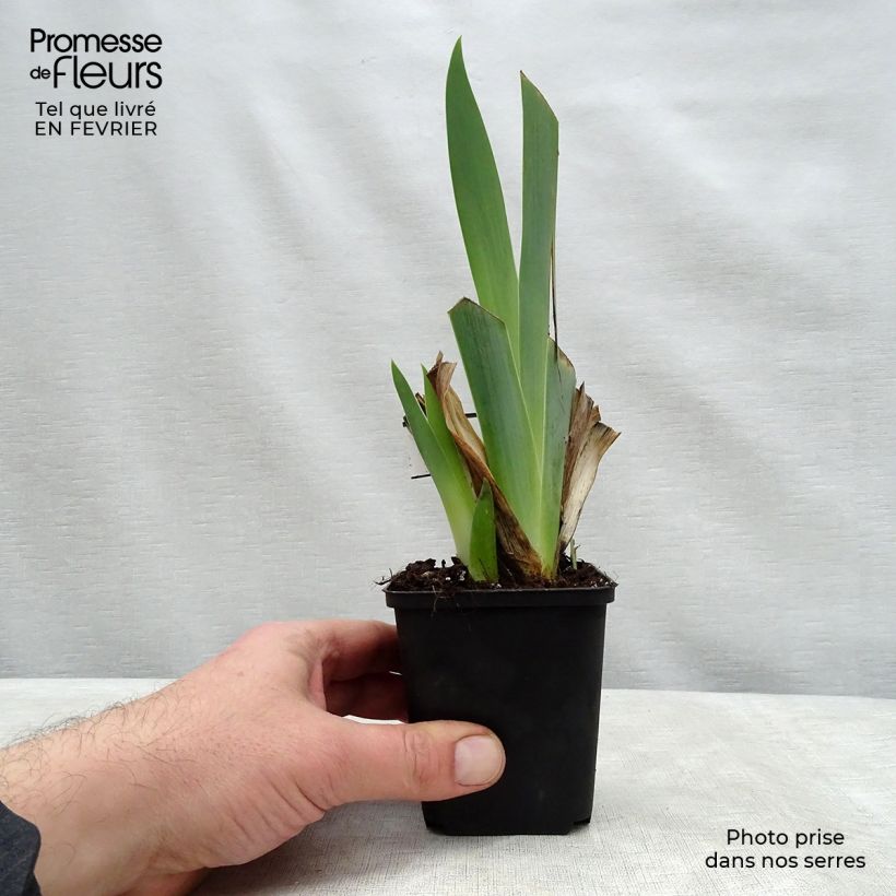 Exemplaar van Iris germanica Ringo - Baardiris Kweekpotje van 8/9 cm zoals geleverd in de winter