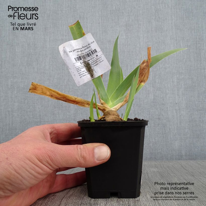 Example of Iris germanica Robe du soir - Iris des Jardins Kweekpotje van 8/9 cm as you get in hiver