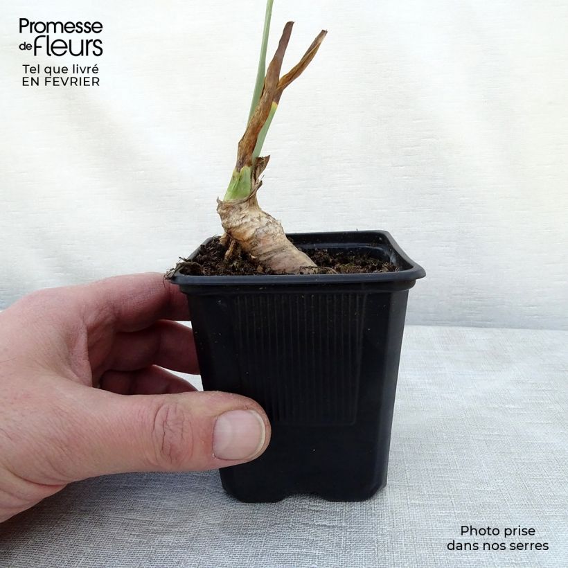Example of Iris germanica Rosalie Figge - Iris des Jardins Kweekpotje van 8/9 cm as you get in hiver