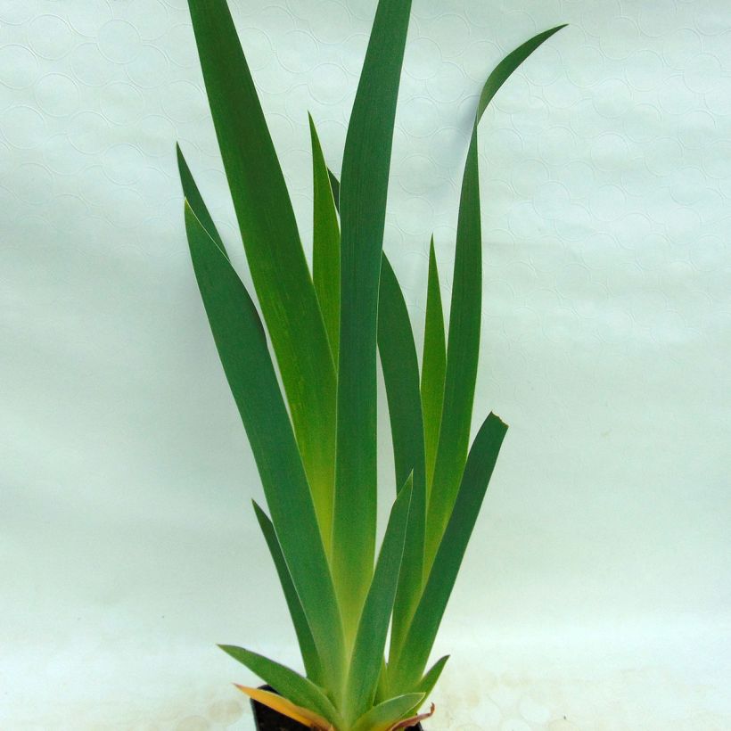 Iris germanica Ruffled Goddess - Baardiris (Foliage)