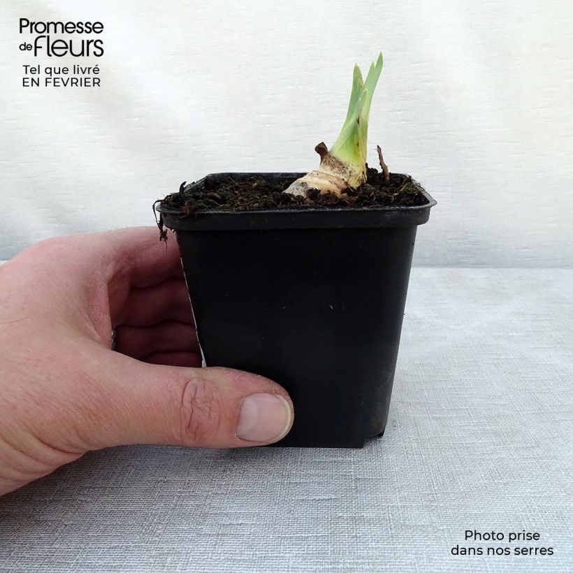 Example of Iris germanica Ruffled Goddess Kweekpotje van 8/9 cm as you get in hiver