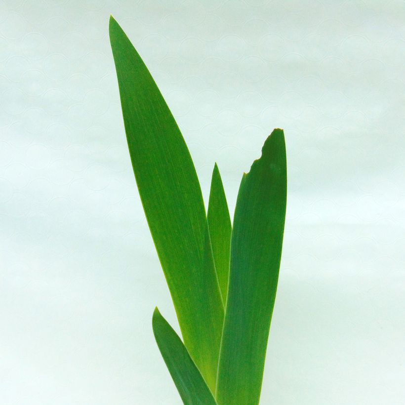 Iris germanica Saturn - Baardiris (Foliage)