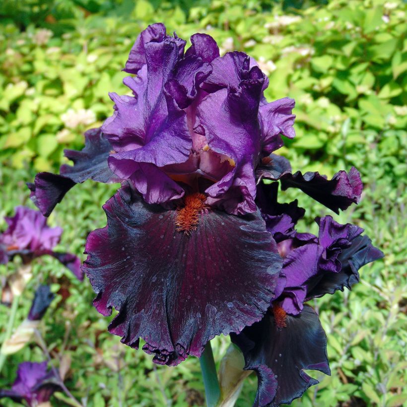 Iris germanica Saturn - Baardiris (Flowering)