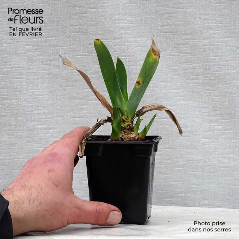 Example of Iris germanica Saturn - Iris des Jardins Kweekpotje van 8/9 cm as you get in hiver