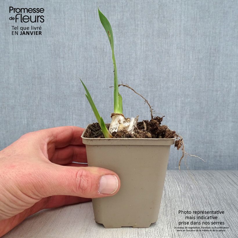 Example of Iris germanica Siva Siva - Iris des Jardins Kweekpotje van 8/9 cm as you get in hiver