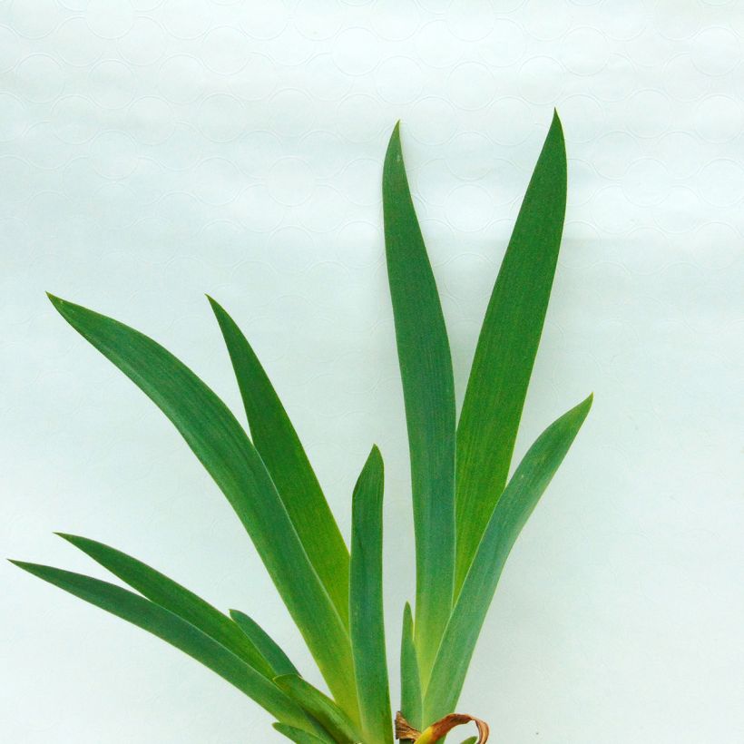 Iris germanica Skyfire - Baardiris (Foliage)