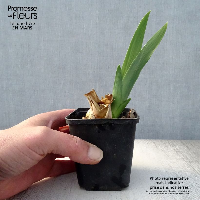 Exemplaar van Iris germanica Skyfire - Baardiris Kweekpotje van 8/9 cm zoals geleverd in de lente