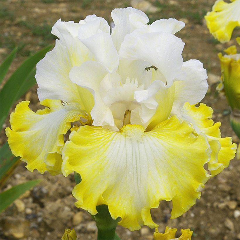 Iris germanica Smiling Faces - Baardiris (Bloei)