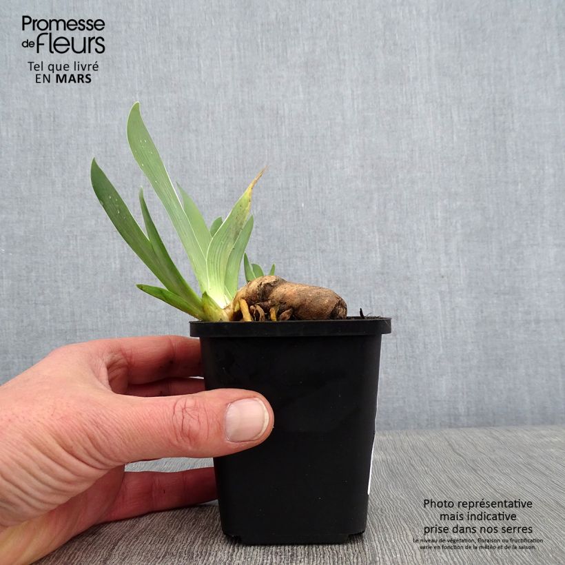 Example of Iris germanica Sorcellerie - Iris des Jardins Kweekpotje van 8/9 cm as you get in hiver