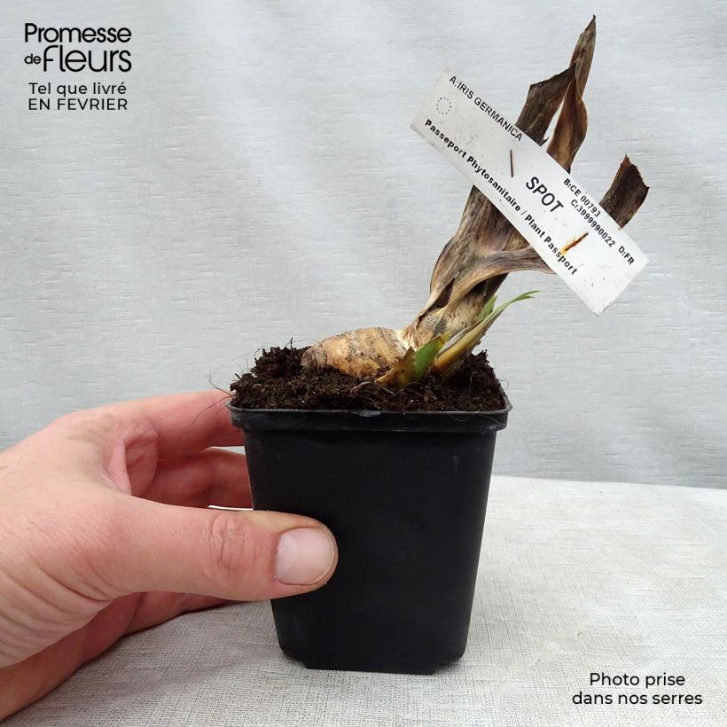 Exemplaar van Iris germanica Spot - Baardiris Kweekpotje van 8/9 cm zoals geleverd in de winter