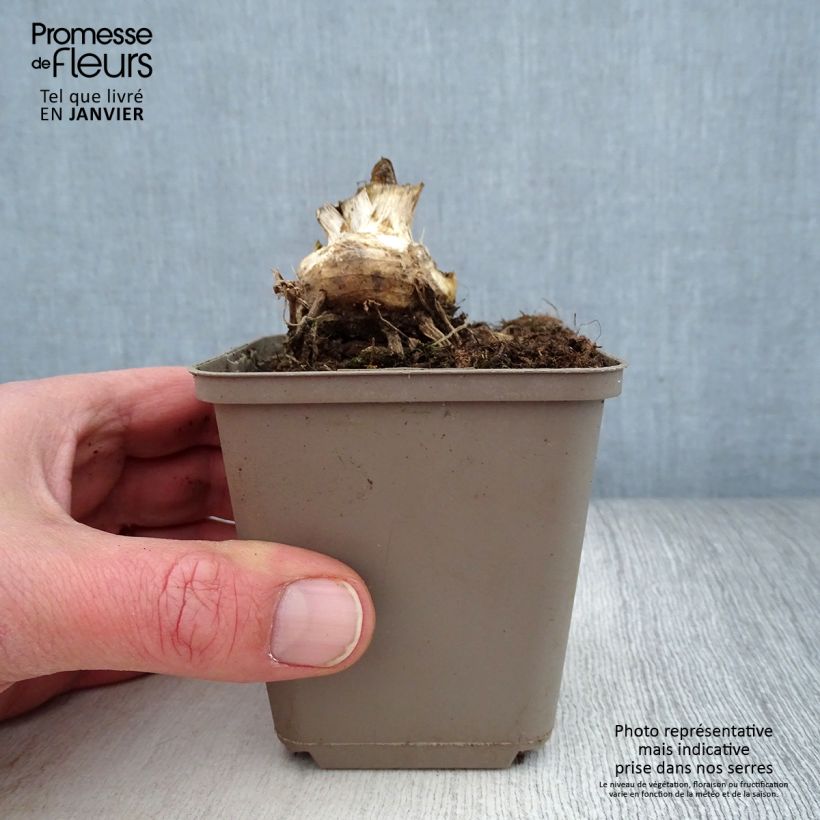 Example of Iris germanica Storm Center - Iris des Jardins Kweekpotje van 8/9 cm as you get in hiver