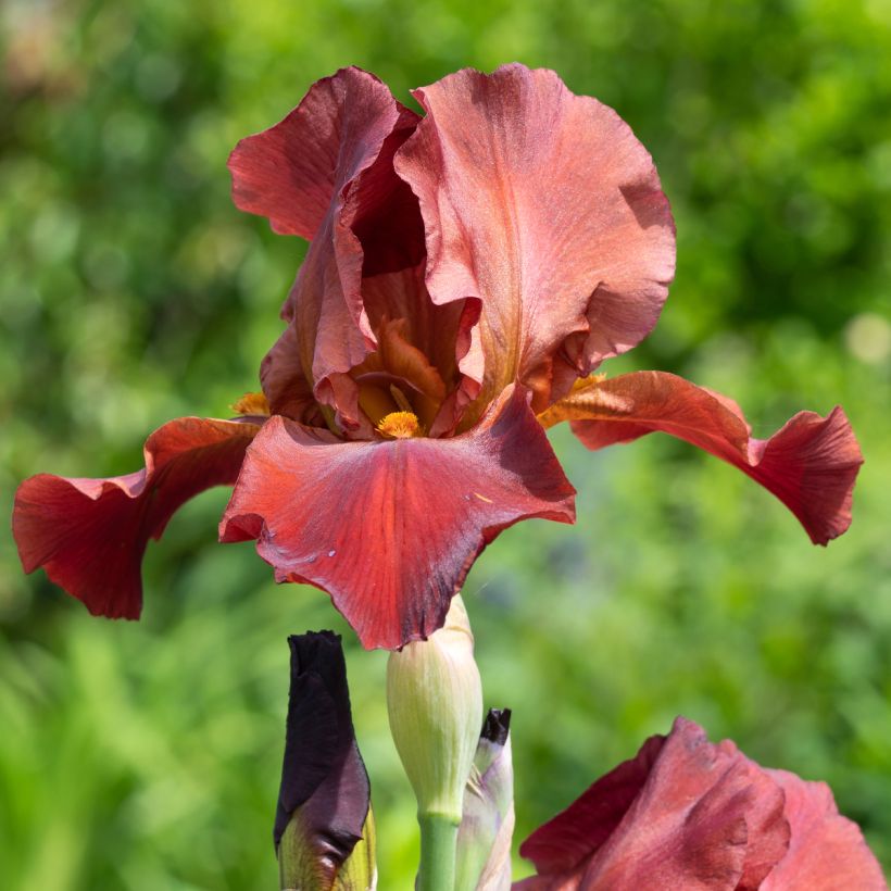 Iris germanica Sultan's Palace - Baardiris (Flowering)
